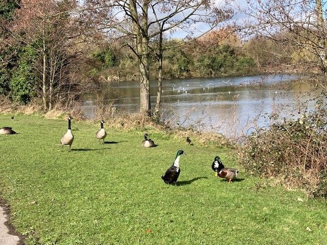 Ducks and geese